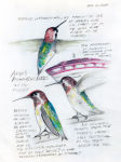 Alternative view 6 of The Backyard Bird Chronicles (2024 B&N Gift Book of the Year)